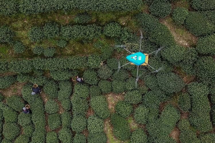 獅峰龍井第一采由無(wú)人機(jī)運(yùn)輸_宇辰網(wǎng)_讓世界讀懂無(wú)人機(jī)_全球?qū)I(yè)無(wú)人機(jī)服務(wù)資訊平臺(tái)