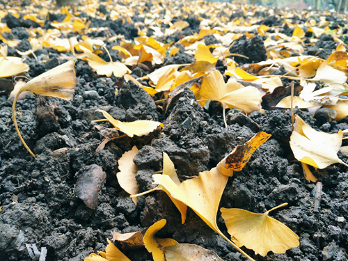 設(shè)施農(nóng)業(yè)建設(shè)成效顯著 多地整治設(shè)施農(nóng)業(yè)非農(nóng)用地