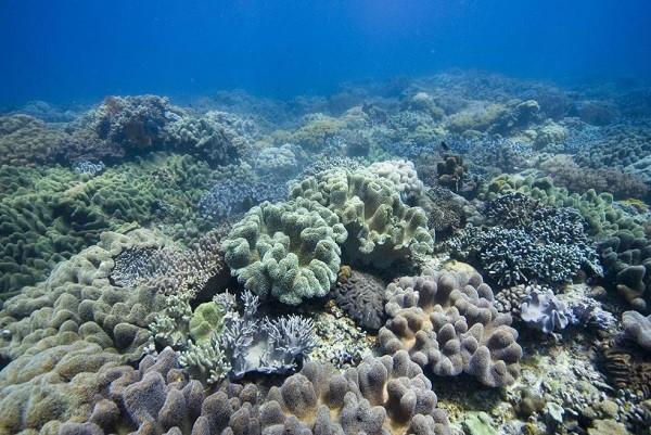 3D打印機(jī)制造生物海堤瓷磚用于海洋的生物保護(hù)